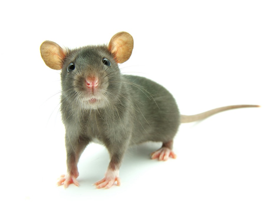 How to choose a good pest control company