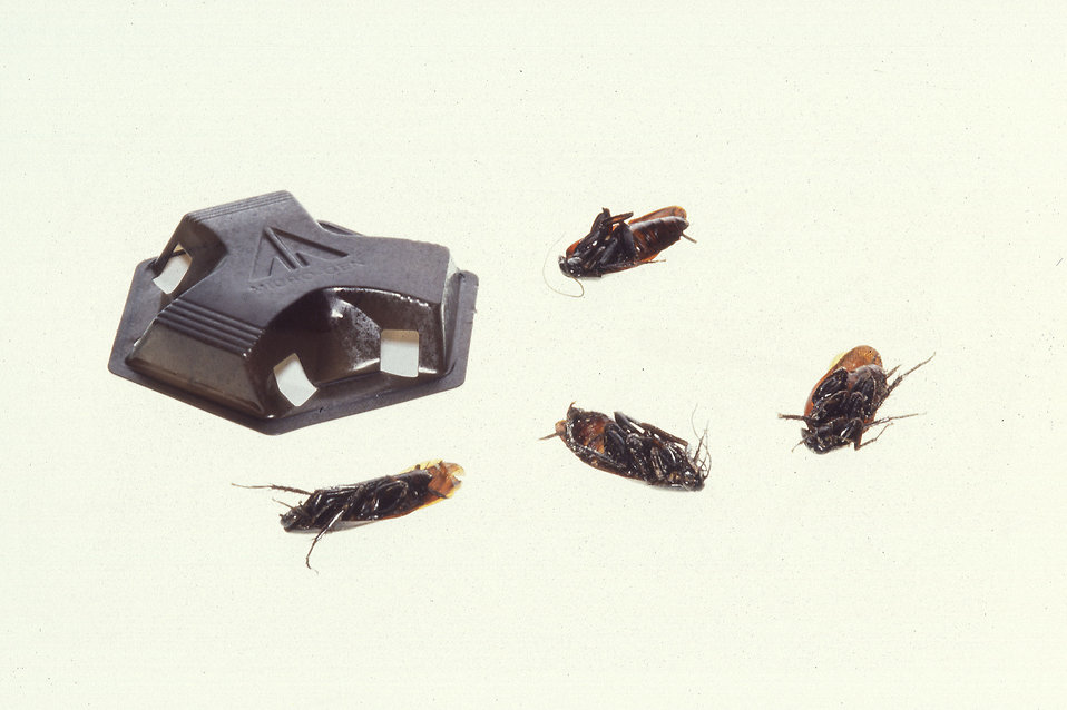 Fascinating Facts About Cockroaches