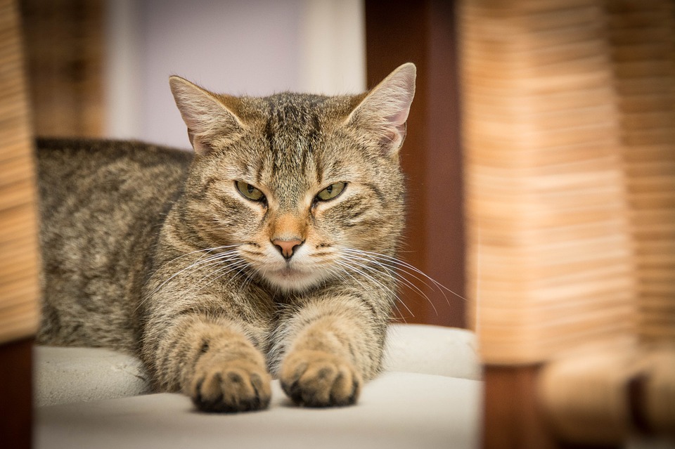 Features Of The Best Self Cleaning Litter Box For Multiple Cats