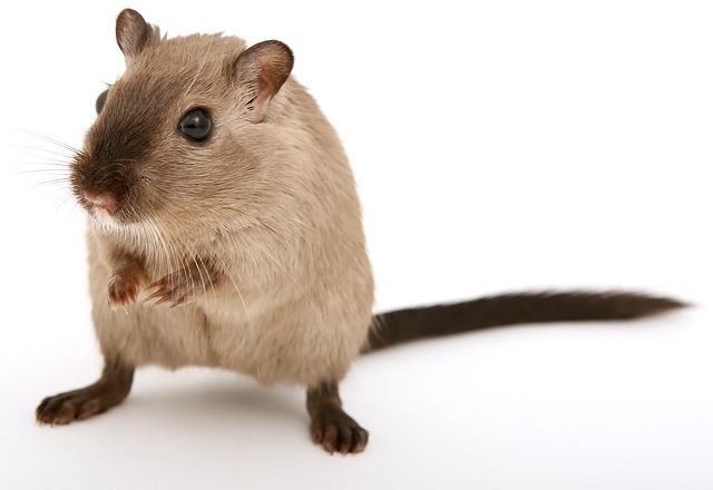 The importance of pest management