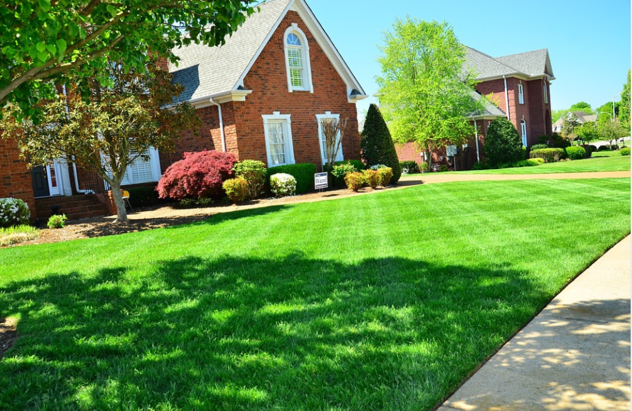 A Guide to Choosing the Best Lawn Service